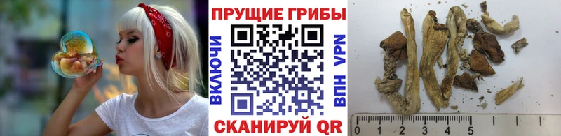 Купить где  Сычёвка  Псилоцибиновые грибы мухоморы 